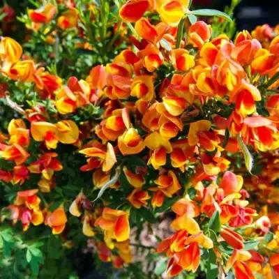 Ракитник АНДРЕАНУС в Дзержинске