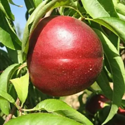 Нектарин ФАНТАЗИЯ в Дзержинске