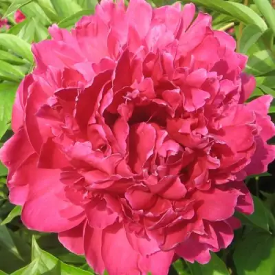 Пион ПУРПУРНЫЙ ФЕНИКС травянистый в Дзержинске