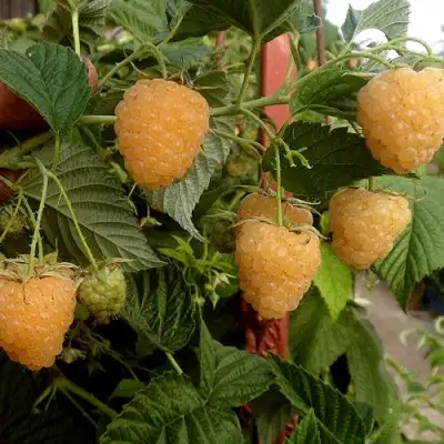 Малина ЗЮГАНА ЗОЛОТАЯ в Дзержинске