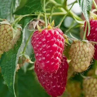 Малина МАРАСТАР в Дзержинске