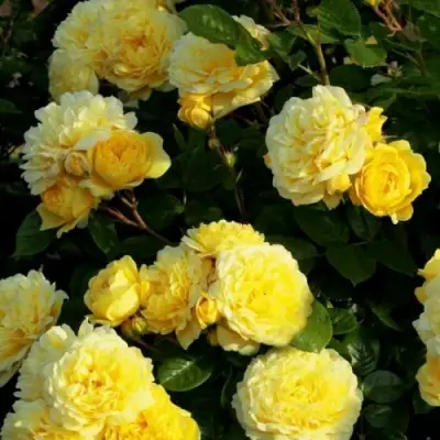 Роза АНИ ДЮПРЕЙ флорибунда в Дзержинске