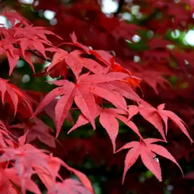 Клен гиннала  в Дзержинске