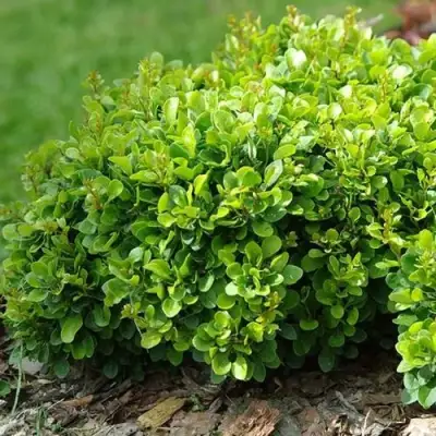 Барбарис КОБОЛЬД тунберга в Дзержинске