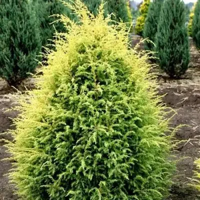 Можжевельник ГОЛД КОН обыкновенный в Дзержинске