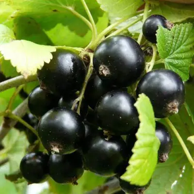 Смородина чёрная ГЕРКУЛЕС в Дзержинске