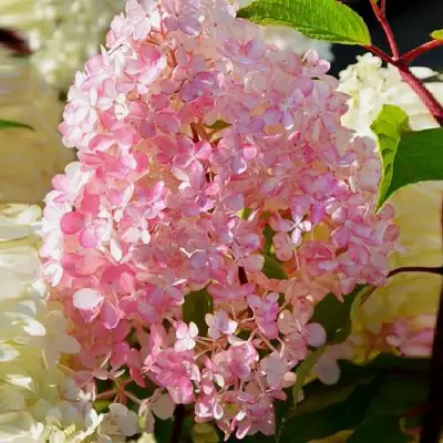 Гортензия ДИАМАНТИНО метельчатая в Дзержинске