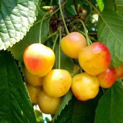 Черешня ЯНТАРНАЯ в Дзержинске