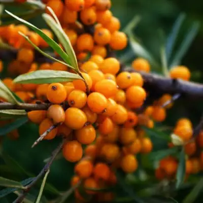 Облепиха МОСКОВСКАЯ ПРОЗРАЧНАЯ в Дзержинске