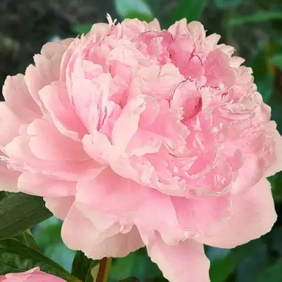 Пион САРА БЕРНАРД травянистый в Дзержинске