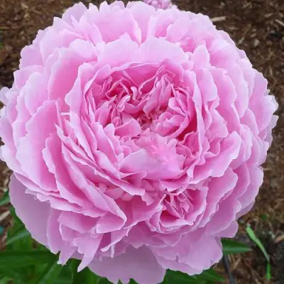 Пион ДЖАКОРМА травянистый в Дзержинске