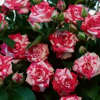 Роза ФАЙЕР ВОРКС миниатюрная в Дзержинске