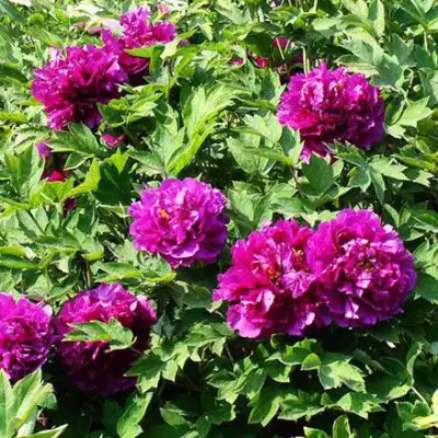 Пион ОРНАМЕНТ древовидный в Дзержинске