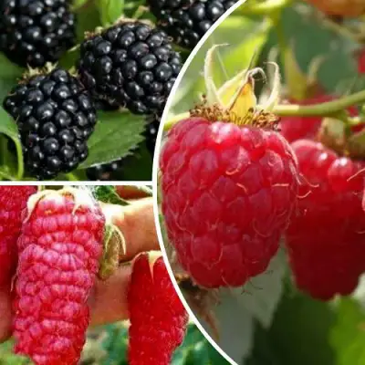 Комплект ЯГОДНЫЙ МИКС в Дзержинске