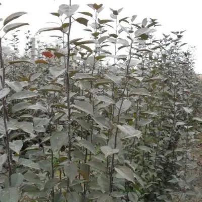 Подвой яблони 54-118 в Дзержинске