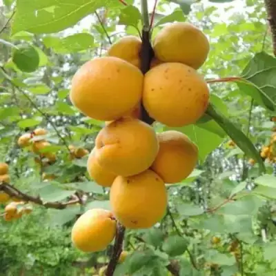 Абрикос ДЕСЕРТНЫЙ ГОЛУБЕВА в Дзержинске
