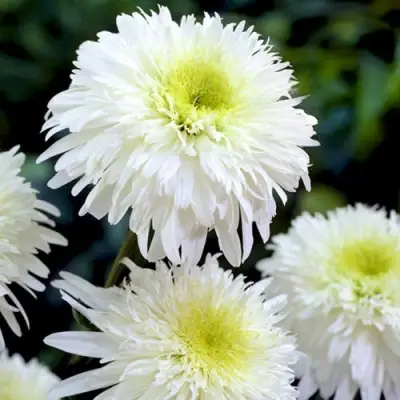 Нивяник ФИОНА ГОГХИЛЛ великолепный в Дзержинске