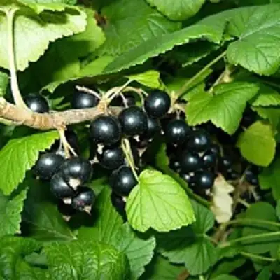 Смородина чёрная ВЕЛОЙ (ЛЕНИНГРАДСКАЯ СЛАДКАЯ) в Дзержинске