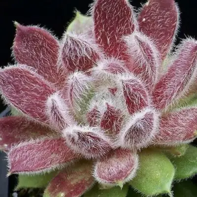 Молодило ТАРАНТУЛА в Дзержинске