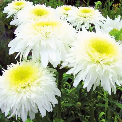 Нивяник ФИОНА ГОГХИЛЛ великолепный в Дзержинске