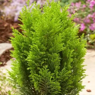 Кипарисовик ЭЛВУДИ ГОЛД лавсона в Дзержинске