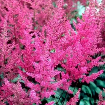 Астильба ЭЛИЗАБЕТ ВАН ВИН японская в Дзержинске