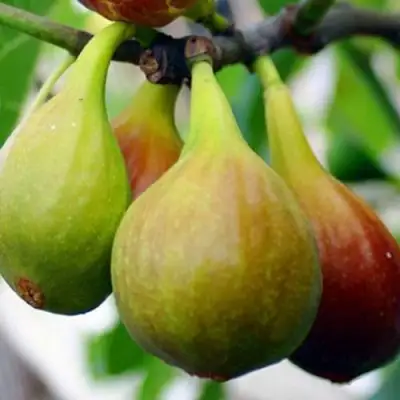 Инжир ДАЛМАТСКИЙ в Дзержинске