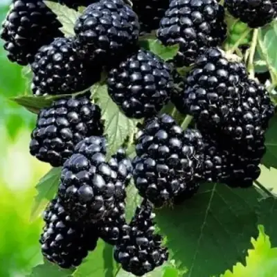 Ежевика АПАЧИ бесшипная  в Дзержинске