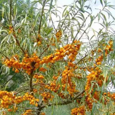 Облепиха ДАР МГУ в Дзержинске