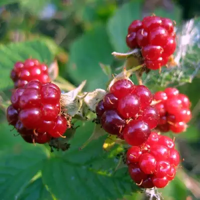 Княженика АСТРА в Дзержинске