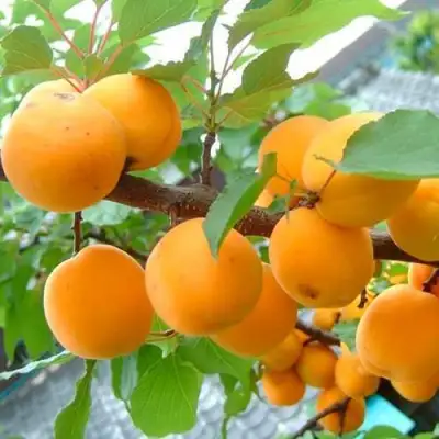 Абрикос ОРИГИНАЛ в Дзержинске