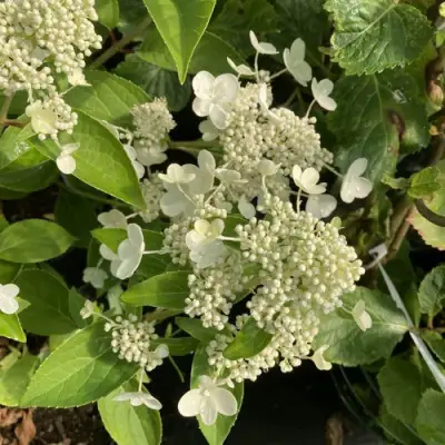 Гортензия ПРИМ ВАЙТ метельчатая в Дзержинске