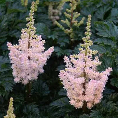 Астильба ЛИЛИПУТ курчавая в Дзержинске