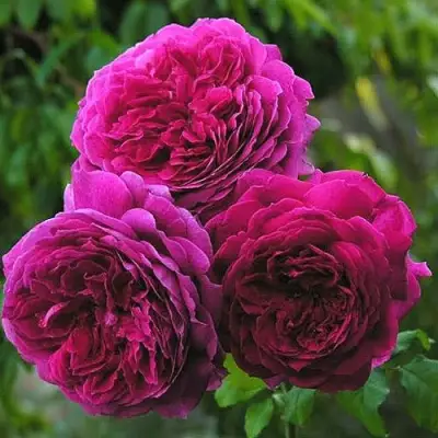 Роза КЕЙТ английская в Дзержинске