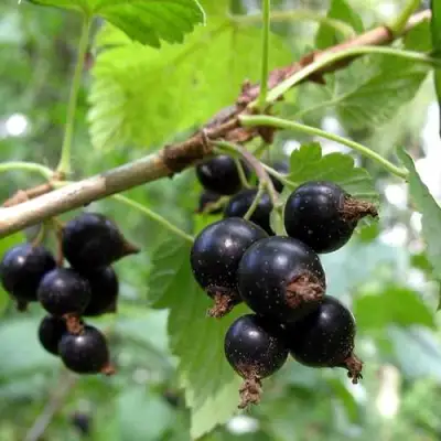 Смородина чёрная ШАРОВИДНАЯ в Дзержинске