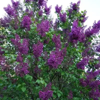 Сирень СУМЕРКИ в Дзержинске