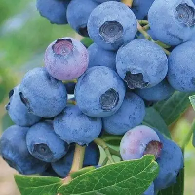 Голубика ЭРЛИБЛЮ в Дзержинске