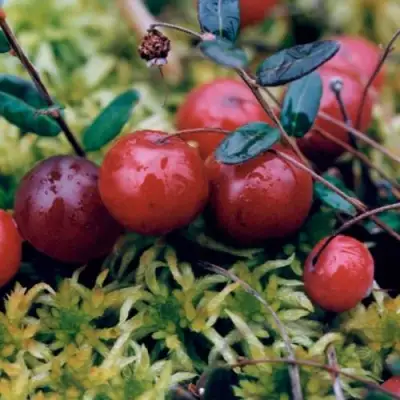 Клюква МАК ФАРЛИН в Дзержинске