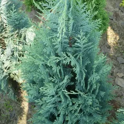 Кипарисовик КОЛУМНАРИС лавсона в Дзержинске