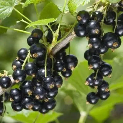 Смородина чёрная ВОЛШЕБНИЦА в Дзержинске