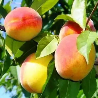 Персик ПАМЯТЬ ЛОЙКО в Дзержинске