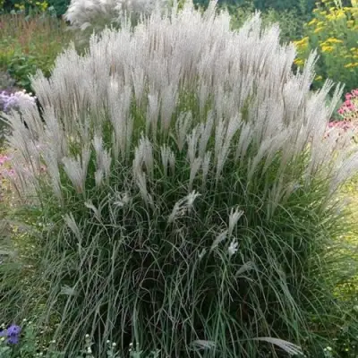 Мискантус КЛЯЙН СИЛЬБЕРСПАЙН китайский  в Дзержинске