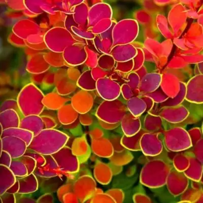 Барбарис ОРАНЖ САНРАЙЗ тунберга в Дзержинске