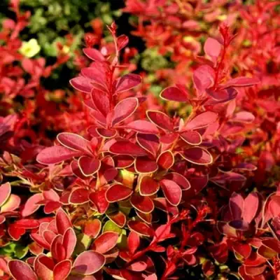 Барбарис КОРАЛ тунберга в Дзержинске