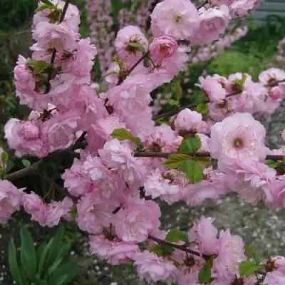 Миндаль ТРЁХЛОПАСТНЫЙ (луизеания) в Дзержинске