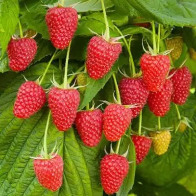 Малина БРУСВЯНА в Дзержинске