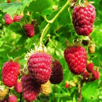 Малина ДЖОАН ДЖИ (ДЖОАН ДЖЕЙ) в Дзержинске