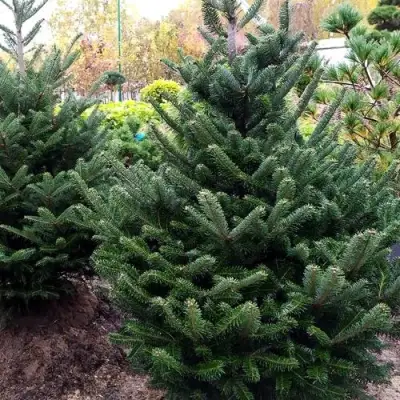 Пихта ФРАЗЕРА в Дзержинске