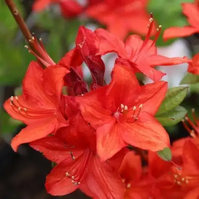 Азалия ПАРКФАЕР листопадная в Дзержинске