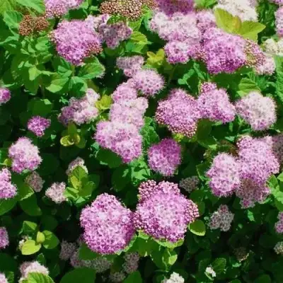 саженцы спиреи пинк спарклер